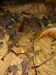 Craugastor stejnegerianus