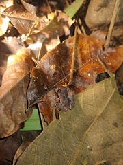 Craugastor stejnegerianus