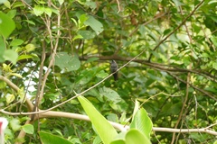 Anthracothorax mango