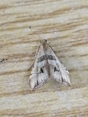 Diasemia