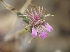 Lepidagathis trinervis