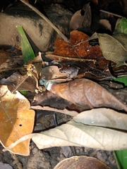 Craugastor stejnegerianus