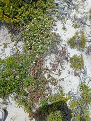 Struthiola salteri