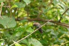 Anthracothorax mango