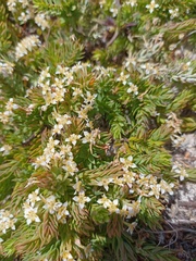 Struthiola salteri