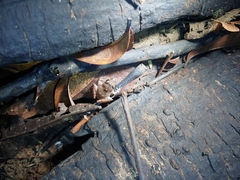 Craugastor stejnegerianus