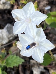 Augochlora pura mosieri