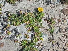 Gazania maritima