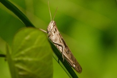 Schistocerca serialis