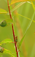 Conocephalus attenuatus