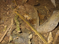 Craugastor stejnegerianus