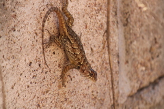 Sceloporus horridus