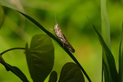 Schistocerca serialis