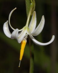 Echeandia parviflora