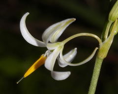 Echeandia parviflora