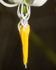 Echeandia parviflora