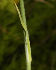 Echeandia parviflora