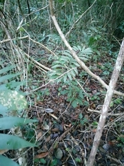 Zamia prasina