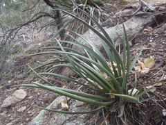 Agave schottii treleasei