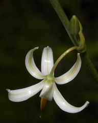 Echeandia parviflora