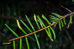 Contarinia pseudotsugae