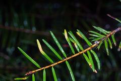 Contarinia pseudotsugae