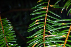 Contarinia pseudotsugae