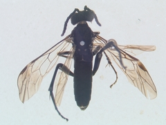 Macrophya recognata