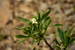 Daphne alpina