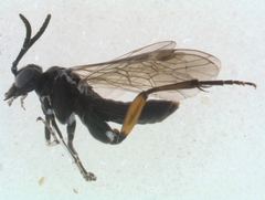 Macrophya recognata