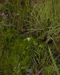 Echeandia parviflora