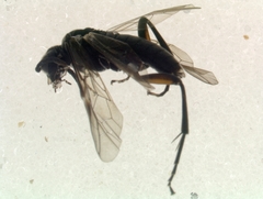 Macrophya recognata