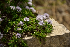 Globularia repens