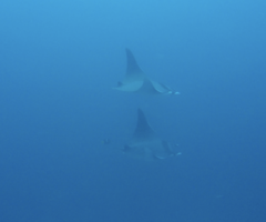 Mobula thurstoni