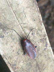 Oxyhaloa deusta