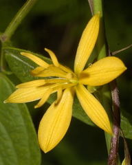 Echeandia michoacensis