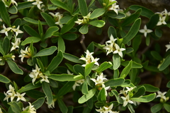 Daphne alpina
