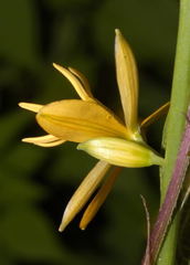 Echeandia michoacensis