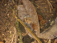 Craugastor stejnegerianus