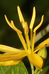 Echeandia michoacensis