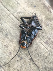 Oxyhaloa deusta
