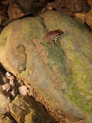 Craugastor stejnegerianus