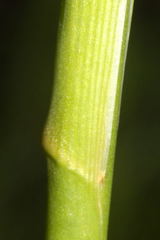 Echeandia michoacensis