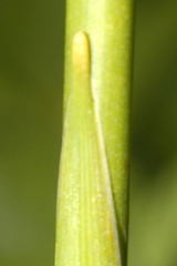 Echeandia michoacensis