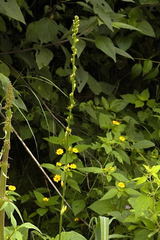 Echeandia michoacensis