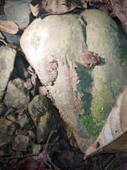 Craugastor stejnegerianus