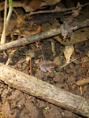 Craugastor stejnegerianus