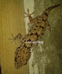 Tarentola deserti