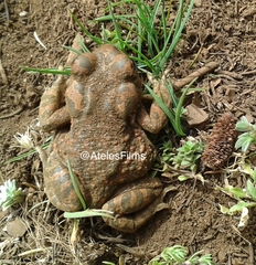 Bufotes boulengeri