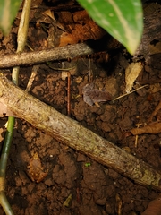 Craugastor stejnegerianus